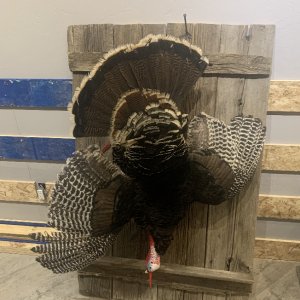 Turkey Full Mount Taxidermy