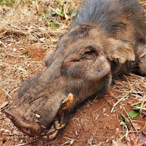 Giant Forest Hog Hunt Central African Republic C.A.R