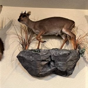 Blue Duiker Full Mount Taxidermy