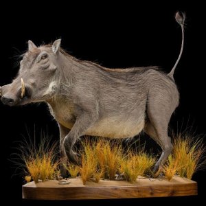 Warthog Full Mount Taxidermy