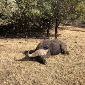 Buffalo Hunting South Africa