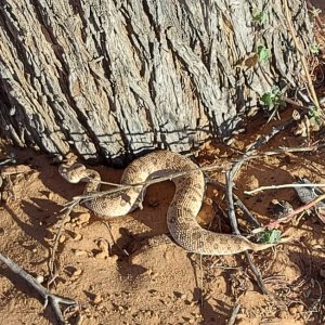 Snake South Africa