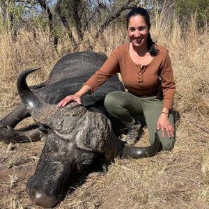 Buffalo Hunting South Africa