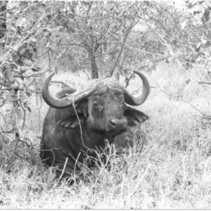 Cape Buffalo