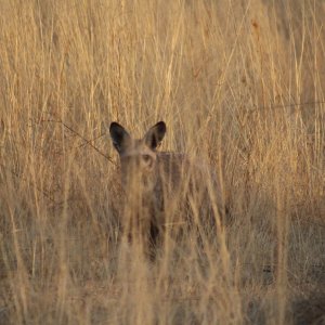 Bat-Eared Fox Namibia