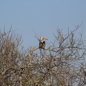 Yellow Billed Hornbill Namibia