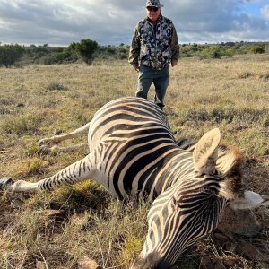 Zebra Hunting South Africa