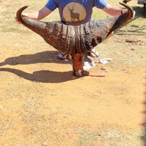 Cape Buffalo Hunt