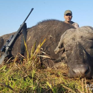 Old Cape Buffalo Hunt