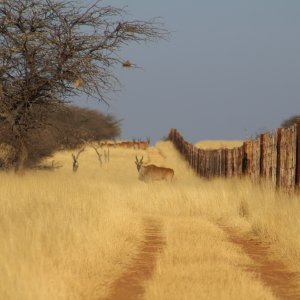 Eland Herd Namibia