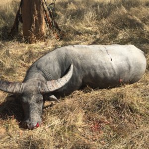 Asian Water Buffalo Hunt Australia