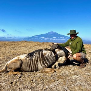 Eastern White Bearded Wildebeest Hunt Tanzania