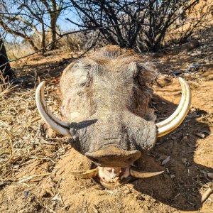 Warthog Hunting