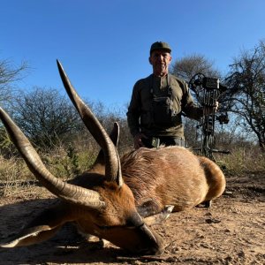 Bushbuck Bow Hunt South Africa