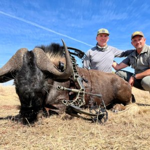 Black Wildebeest Bow Hunt South Africa