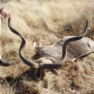 Kudu Bow Hunting South Africa