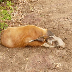 Red River Hog Hunting Central African Republic C.A.R.