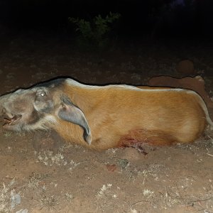 Red River Hog Hunting Central African Republic C.A.R.