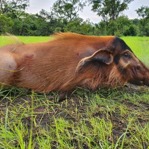 Red River Hog Hunting Central African Republic C.A.R.