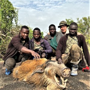 Red River Hog Hunting Central African Republic C.A.R.