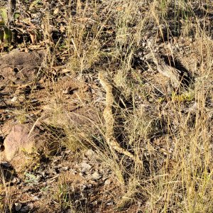 Puff Adder Snake Limpopo South Africa