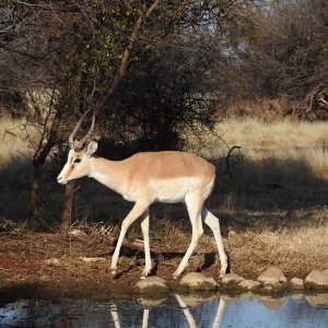 Impala South Africa