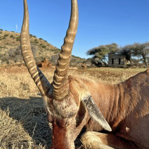 Blesbok Bow Hunt South Africa