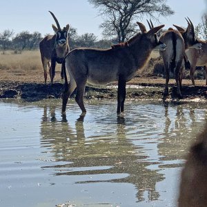 Roan South Africa