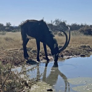 Sable South Africa