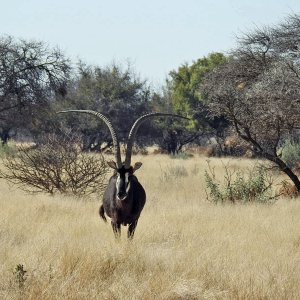 Old Sable South Africa