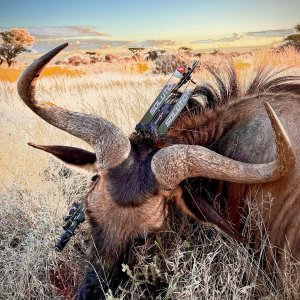 Blue Wildebeest Bull Bow Hunting South Africa