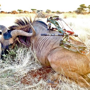 Blue Wildebeest Bull Bow Hunting South Africa