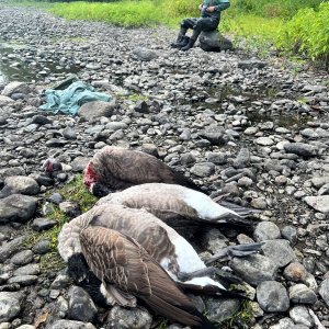 Goose Hunting