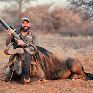 Blue Wildebeest Hunt Limpopo South Africa