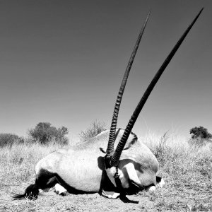 Gemsbok Hunt