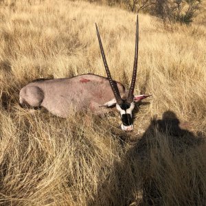 Gemsbok Hunting