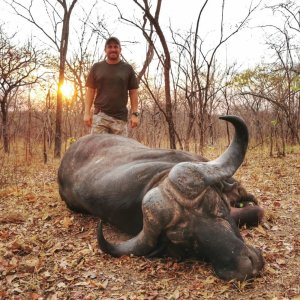 Buffalo Hunting Niassa Mozambique