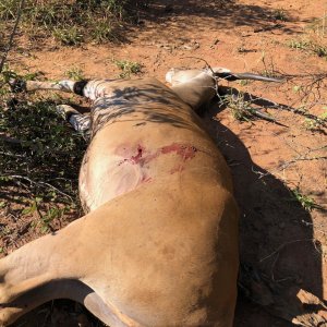 Eland Cow Hunt Zimbabwe