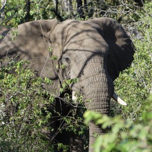 Elephant Zimbabwe