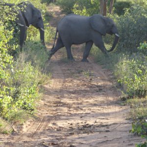 Elephant Zimbabwe