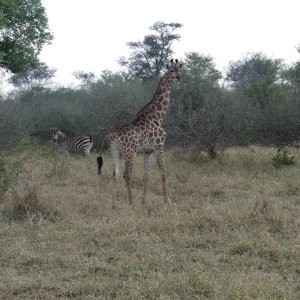 Giraffe & Zebra Zimbabwe
