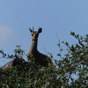 Klipspringer Zimbabwe