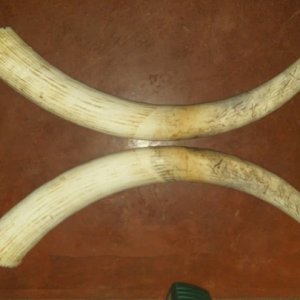 Elephant Tusks Zimbabwe
