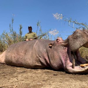 Hippo Hunting Zimbabwe