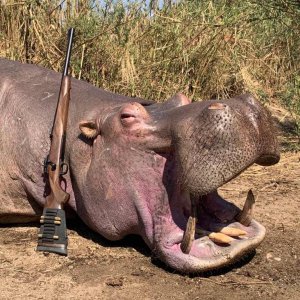 Hippo Hunting Zimbabwe