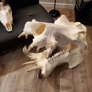 Hippo Skull