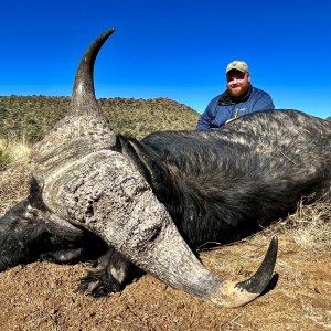 Hunting Buffalo South Africa