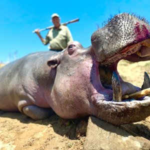 Hippo Hunting South Africa