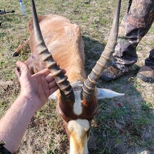 Blesbok Bow Hunt South Africa