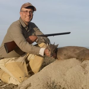 Blue Duiker Hunt Eastern Cape South Africa